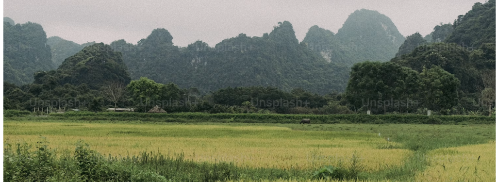 Scenic cane fields in Hawaii