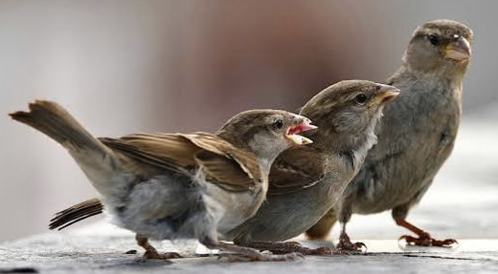 chirruping sparrows