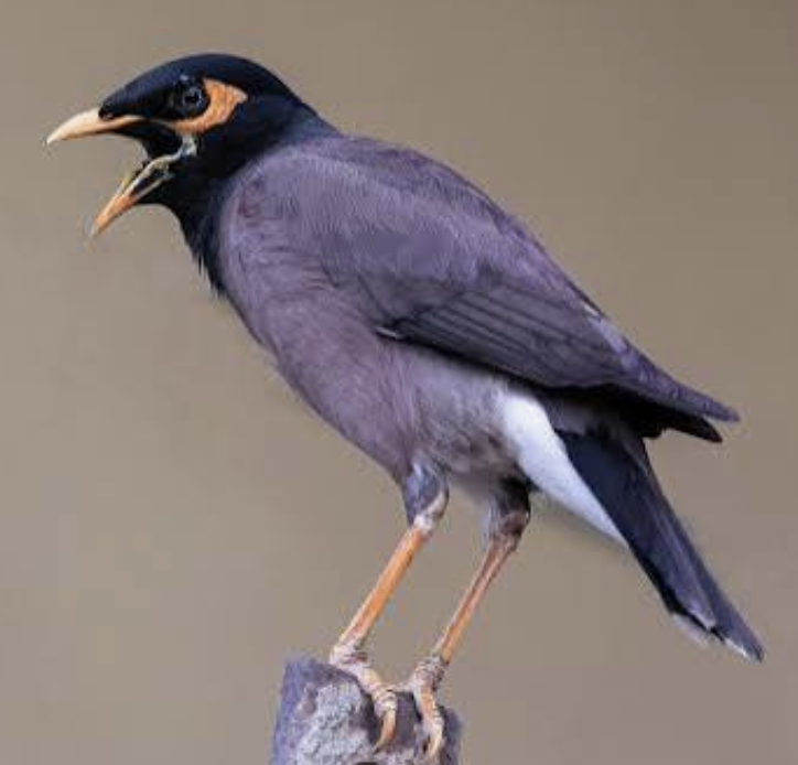 Squawking myna bird